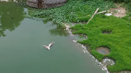 Cá chết trắng hồ Đồng Nững, nghi vấn nước thải từ trang trại chăn nuôi lợn