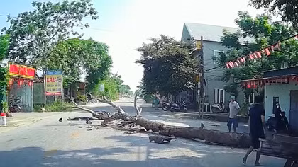 Cắt cây khô đổ ra đường, một người đi xe máy tử vong