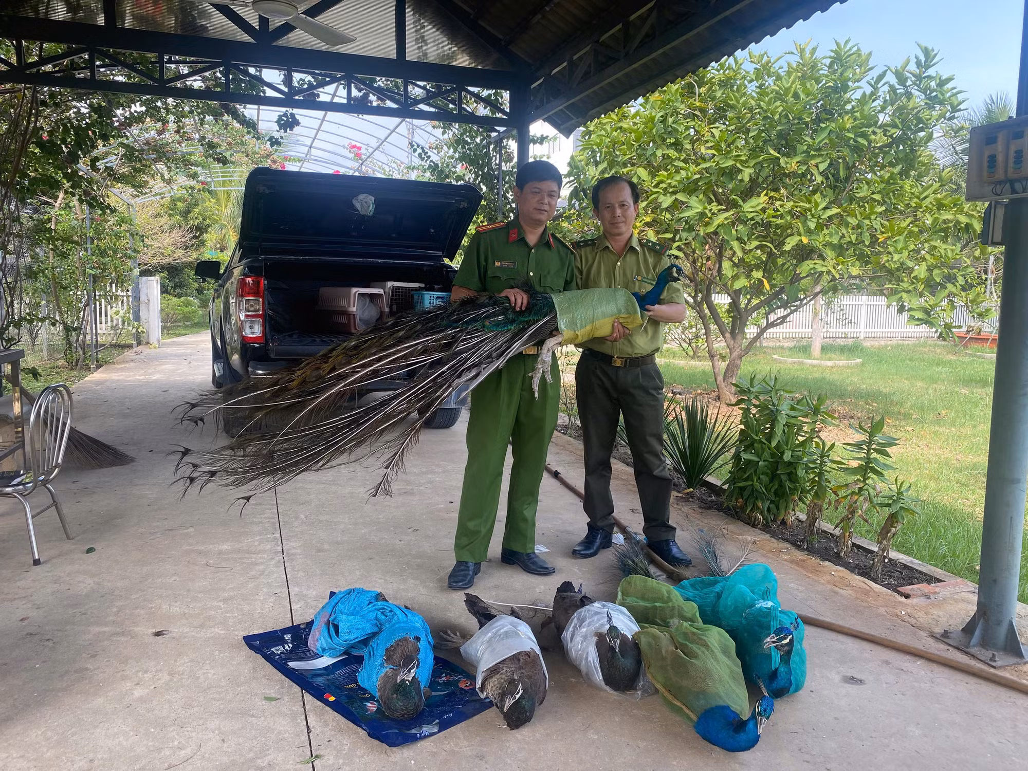 Đại diện Công an xã Đông Thạnh bàn giao các cá thể chim công cho đại diện Cơ quan Kiểm lâm.