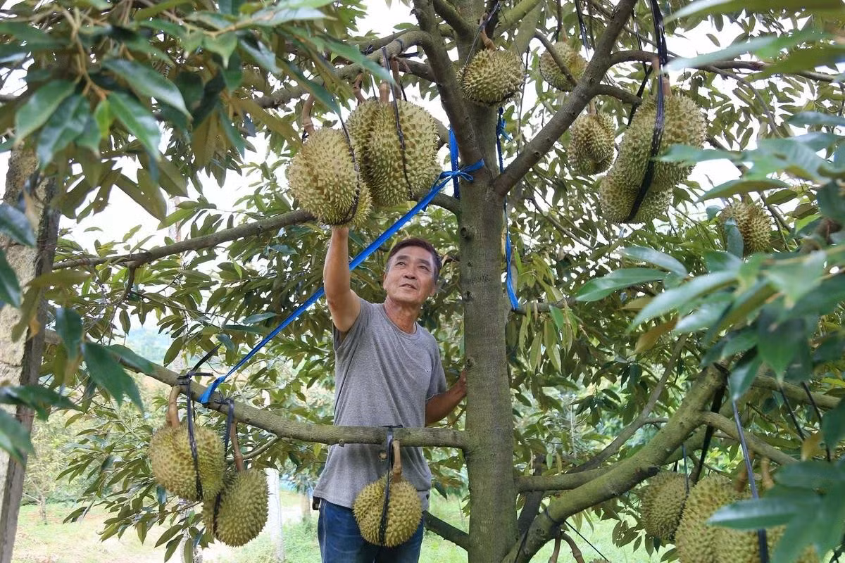 hanh-dong-de-sau-rieng-dak-lak-hoi-nhap-quoc-te-063339-838-170901.jpg