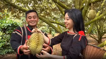 Những năm qua, sầu riêng đã mang lại thu nhập cao cho người nông dân cũng như đóng góp tích cực vào kim ngạch xuất khẩu nông sản của tỉnh Đắk Lắk.