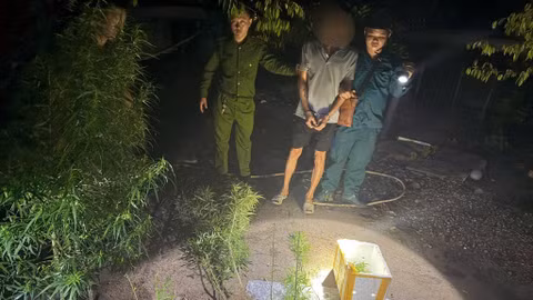 TP Hồ Chí Minh phát hiện nhiều vụ trồng cần sa tại nhà 