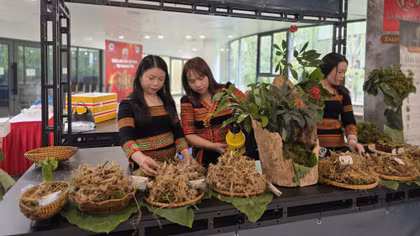 Đưa "quốc bảo" sâm Ngọc Linh vươn ra thế giới