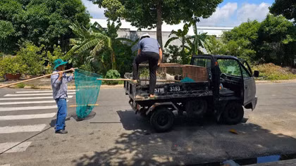 Xử lý nghiêm việc thả rông chó, nhằm ngăn hiểm họa ở khu dân cư