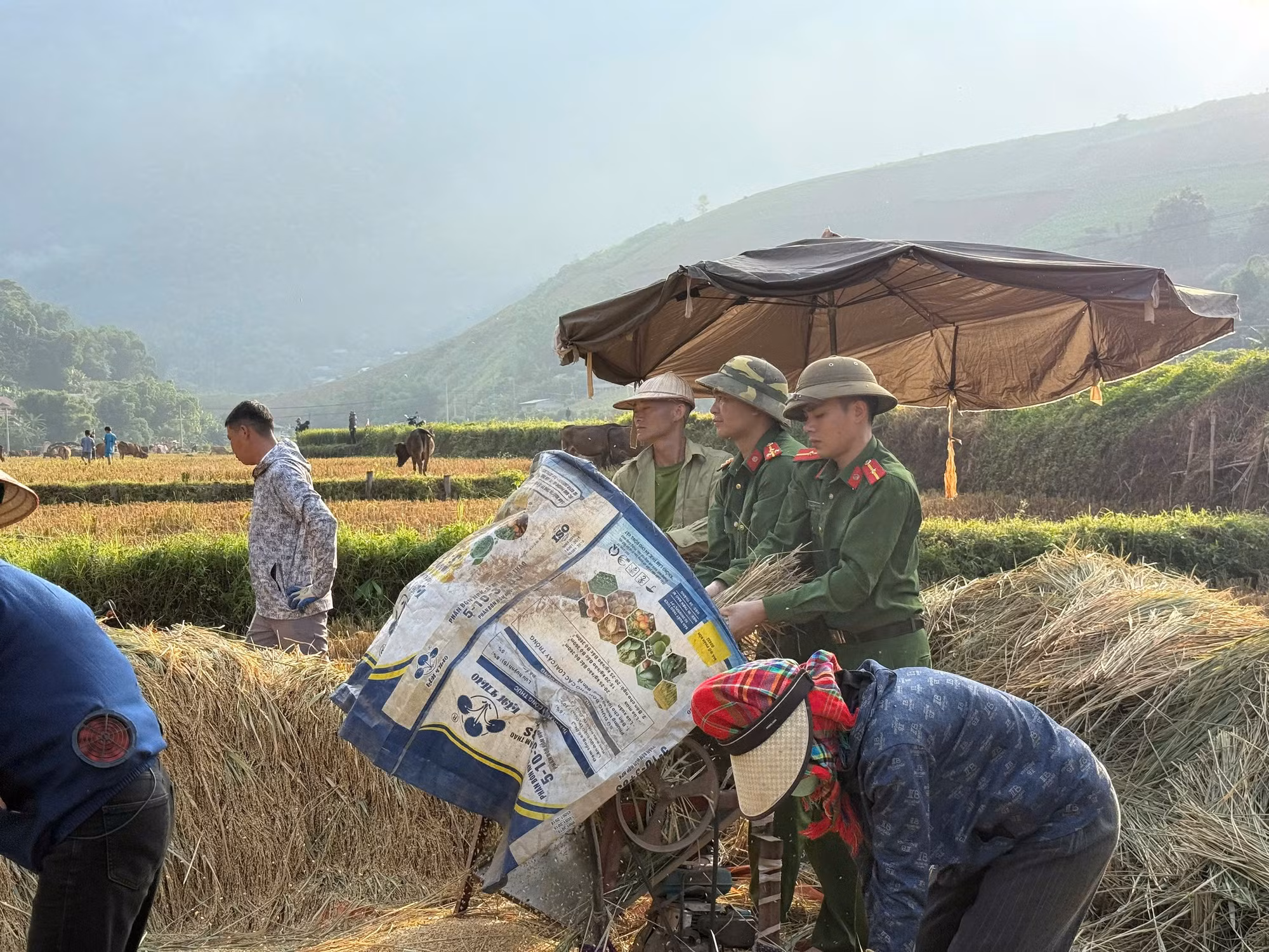 Cùng nhân dân vùng cao thu hoạch “mùa vàng” ảnh 3