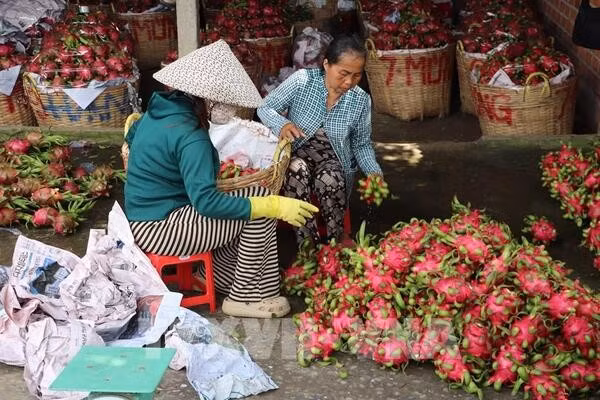 Cơ sở thu mua và tiêu thụ thanh long trên địa bàn xã Tân Thuận Bình, từ nguồn vốn vay của chị Phan Thị Kim Trang.