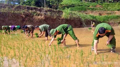 Công an xã ở Tuyên Quang lội ruộng giúp dân cấy lúa