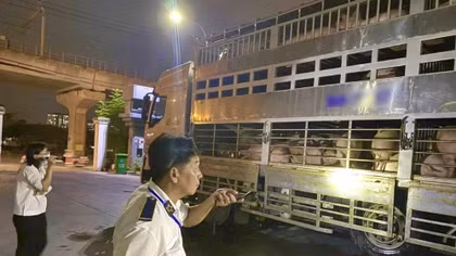 Lập đoàn liên ngành, đồng loạt kiểm tra chất cấm trong lợn thịt