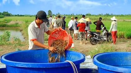 Cà Mau tạo không gian nông nghiệp sinh thái, kinh tế tuần hoàn và thương hiệu xanh