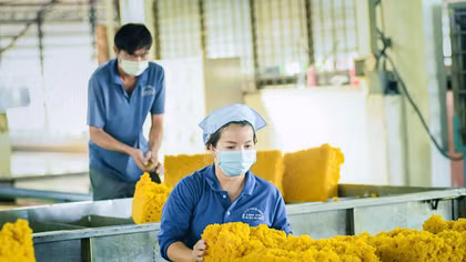 Những người âm thầm tỏa sáng dưới tán rừng cao su