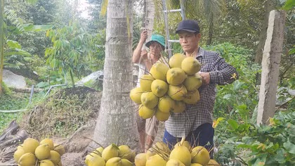 Vĩnh Long kiến tạo chuỗi giá trị dừa toàn cầu