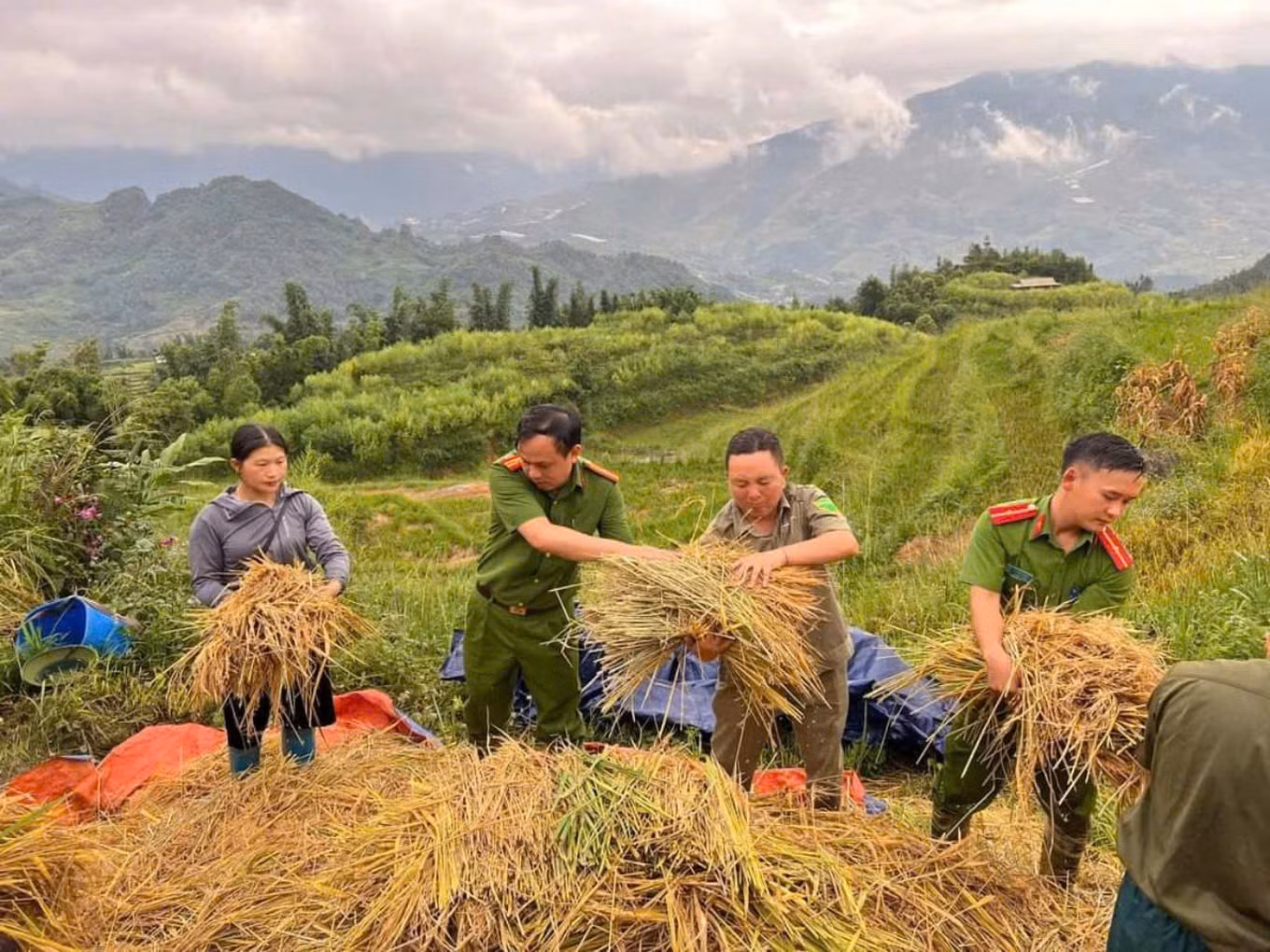 cong-an-giup-dan-gat-lua-di-chuyen-nha-cua-de-chay-bao-yagi.jpg