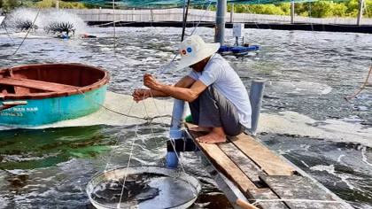 Vùng cát trắng khô cằn Nam Cửa Việt đổi thay từng ngày