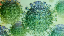 Virus SARS-CoV-2 có thể "tái kích hoạt" trong cơ thể người khỏi bệnh