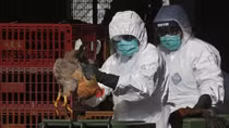 (NÓNG TUẦN QUA) H5N1 quay lại Trung Quốc giữa tâm bão virus Corona, Anh chính thức rời EU