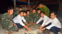 Giải cứu thành công rùa biển nặng 120kg