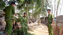 Trồng 32 cây cần sa trong vườn nhà