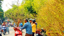 Ngát hương Xuân trên phố xá, sông nước Cần Thơ