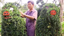 Cây cảnh hình heo được bán giá 30 triệu ở Cái Mơn