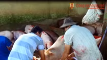 Lại phát hiện cơ sở bơm nước vào heo trước khi giết mổ