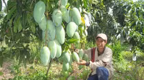 An Giang thành lập đường dây nóng và Tổ phản ứng nhanh hỗ trợ tiêu thụ nông sản