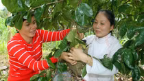 Mãng cầu Hậu Giang được cấp chứng nhận đăng ký nhãn hiệu