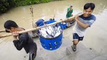 Đột phá từ đề án giống cá tra 3 cấp