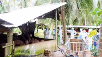 Bến Tre xuất hiện ổ dịch tả lợn Châu Phi