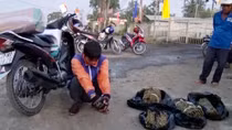 Shiper vận chuyển 5,6kg nghi cần sa khô