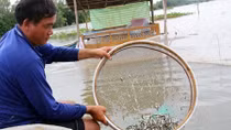 Thu nhập “khủng” với mô hình “vỗ béo” cá linh mùa nước nổi 