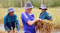 Mưa kết hợp triều cường dâng cao gây thiệt hại hàng ngàn ha diện tích lúa, cây ăn trái