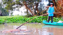 Kiên quyết ngăn chặn tình trạng vứt xác heo chết xuống sông