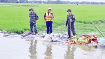 Nước lũ làm vỡ bờ bao ở An Giang, hàng trăm hecta lúa vụ 3 bị thiệt hại nặng