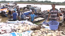 Cá bè lại chết hàng loạt trên sông La Ngà