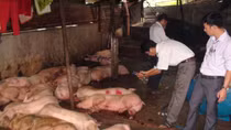 (SỐC) Phát hiện cơ sở giết mổ heo lở mồm, long móng với số lượng lớn 