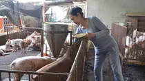 Bài toán giải cứu đàn heo 1,7 triệu con ở Đồng Nai