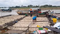 Phó Thủ tướng chỉ đạo điều tra, xác minh nguyên nhân cá chết trên sông La Ngà