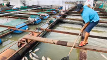 Xác định nguyên nhân khiến cá bè chết đồng loạt trên sông Đồng Nai