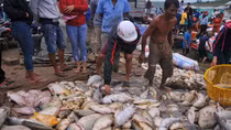 Điều tra nguyên nhân hơn 1,5 ngàn tấn cá bè bị chết đồng loạt