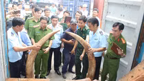 Khởi tố vụ buôn lậu trên 2 tấn ngà voi, phát hiện công ty đăng ký địa chỉ ma 