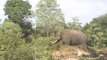 Voi rừng tràn ra khu dân cư phá hoại hoa màu 