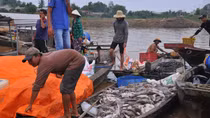 Tìm ra nguyên nhân cá bè chết trắng sông La Ngà