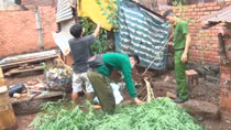 Triệt xóa cây cần sa khủng trong vườn một hộ dân
