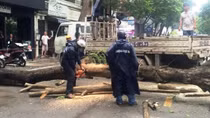 Cây xanh bật gốc đè quán cà phê giữa trung tâm thành phố