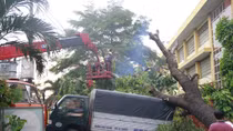 Cây đổ sập nhà, đè xe tải trong cơn giông