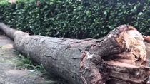 Ngồi ăn bánh mì, nữ công nhân nghèo nguy kịch vì cành cây rơi trúng đầu