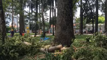 “Thợ săn” Pokemon Go tháo chạy khi cây gẫy cành