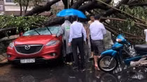 Hàng loạt cây xanh ngã đổ, đè người trong cơn mưa to
