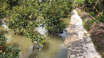 Hàng chục hộ trồng mai lao đao vì bờ bao bị vỡ