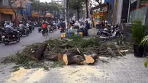 Cây bật gốc đè 2 xe máy, 3 người bị thương